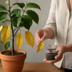 Perché le foglie del limone ingialliscono così spesso? La soluzione naturale a portata di mano