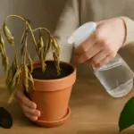 Pothos appassito all’improvviso? La soluzione rapida che permette il pieno recupero della pianta