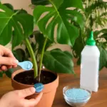 Concimazione delle piante tropicali: quale formula assicura crescita rigogliosa tutto l’anno?