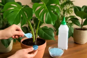Concimazione delle piante tropicali: quale formula assicura crescita rigogliosa tutto l’anno?